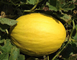 Диня Бабор F1купити