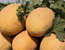 Диня Тінакупити