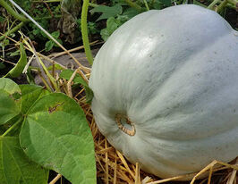 Гарбуз Світенькупити