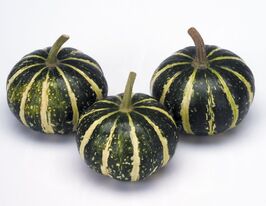 Тыква декоративная Плоская полосатая купить