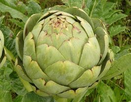 Артишок Грос Верт де Лаонкупити