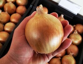 Цибуля ріпчаста Августакупити