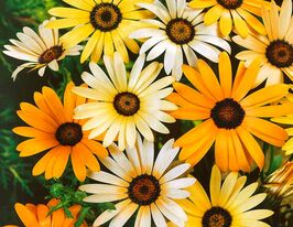 Африканська ромашка суміш кольорівкупити