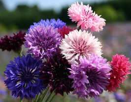 Волошка махрова сумішкупити