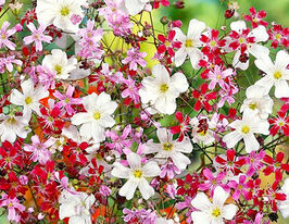 Гіпсофіла сумішкупити