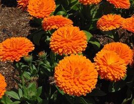 Календула Махрова Гейшакупити