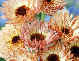 Календула Ред Баффкупити