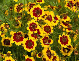 Кореопсис тінкторіякупити