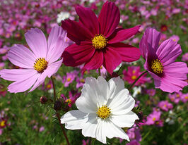 Космея Сенсація сумішкупити