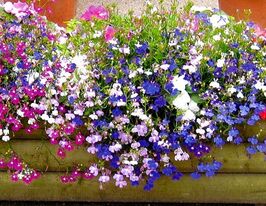 Лобелія пендула каскадна сумішкупити