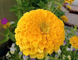 Майорці Канарейкакупити