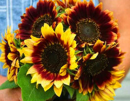 Подсолнух Флорен купить