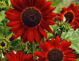 Подсолнух Красное Солнце купить