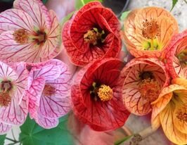 Абутилон сумішкупити