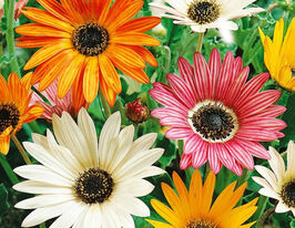 Арткотис Арлекін сумішкупити