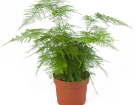 Аспарагус Плюмозус Нанускупити