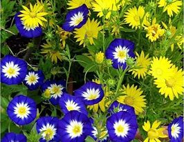 Вьюнок трехцветный Королевский прапорщик купить