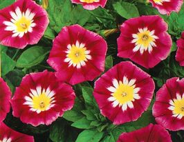 Вьюнок трехцветный Красный прапорщик купить