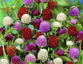 Гомфрена глобоза сумішкупити