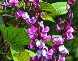 Долихос фиолетовый купить