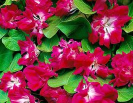 Ипомея Серенада восход солнца купить