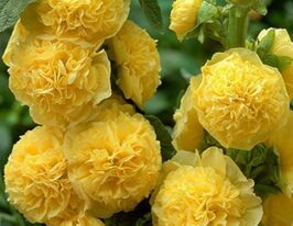 Мальва махровая желтая купить