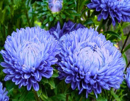 Айстра Піоновидна світло-блакитнакупити