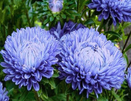 Астра Пионовидная светло-голубая купить