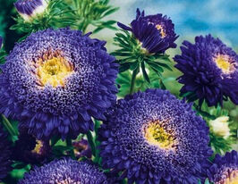 Айстра Принцеса темно-синякупити