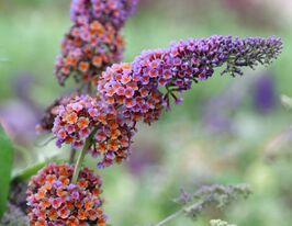 Буддлея давида Флауэр Пауэр (Flower Power) купить