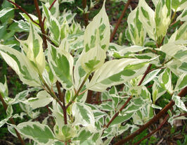 Дерен білий Елегантіссіма (Elegantissimа)купити