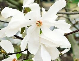 Магнолія Лебнера Меррілл (Merrill)купити