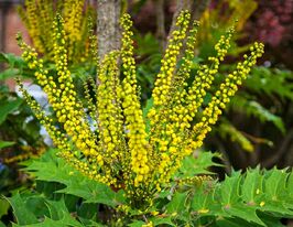 Магонія середня Чаріті (Charity)купити