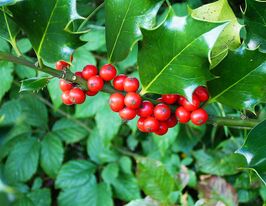 Падуб остролистный (Llex Aquifolium) купить