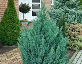 Можжевельник китайский Стрикта (Stricta) купить
