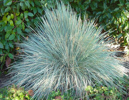 Вівсяниця сиза (Festuca glauca)купити