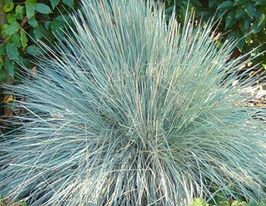 Вівсяниця сиза (Festuca glauca)купити