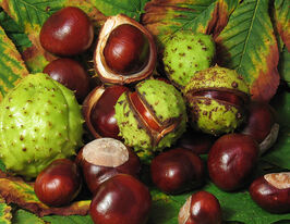 Каштан конский обыкновенный купить