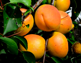 Абрикос Джумбо кот купить