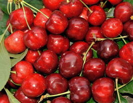 Черешня Василісакупити
