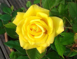 Троянда Чайно-гібридна Папіллон (Papillon)купити