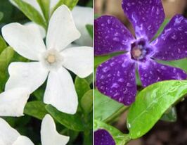 Барвинок малый смесь купить