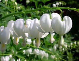 Дицентра Альба (Alba) купить