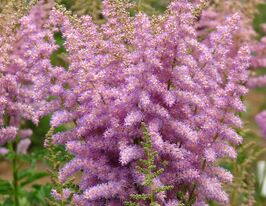 Астильба Гиацинт купить