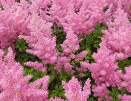 Астильба Рейнленд купить