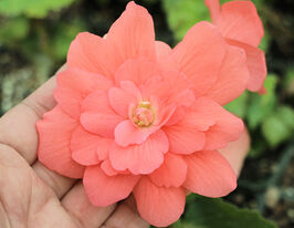 Бегония Пендула Лососевая (Pendula salmon) купить