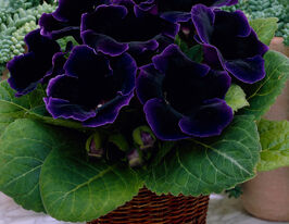 Глоксинія Віолацея (Violacea)купити