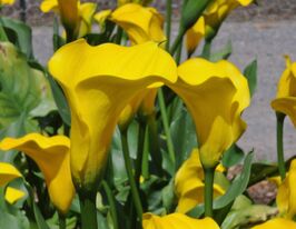 Калла Золота медаль (Gold Medal)купити