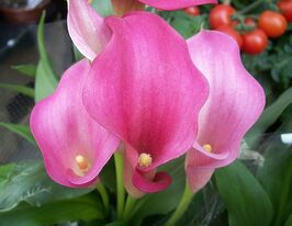 Калла Реманні (Rehmannii)купити