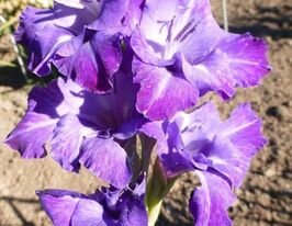 Гладіолус Блю Айсл (Blue Isle)купити